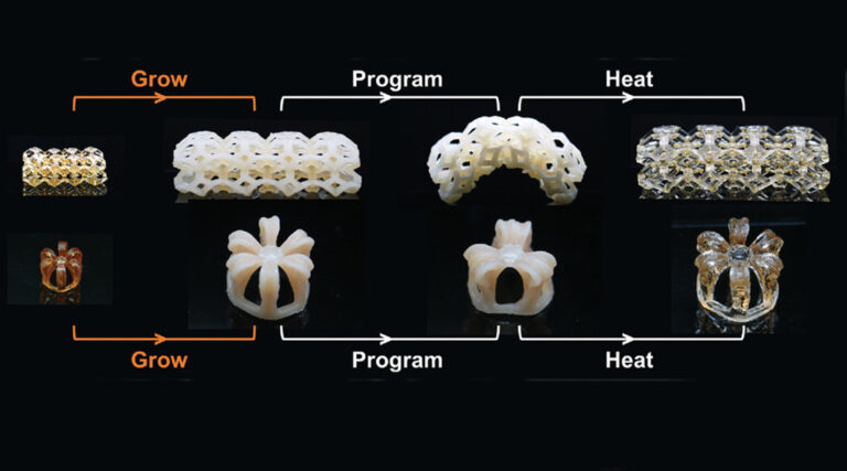 4D printing “living” structures inspired by immortal jellyfish